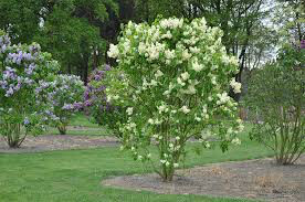 lilac Syringa vulgaris &#39;Primrose&#39; 3 gal