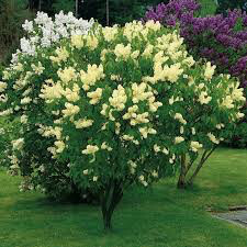 lilac Syringa vulgaris 'Primrose' 3 gal