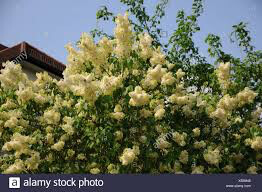 lilac Syringa vulgaris &#39;Primrose&#39; 3 gal