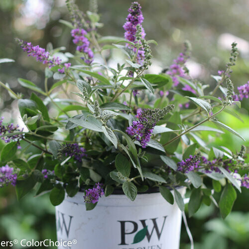 Buddleia &#39;Lo &amp; Behold Blue Chirp Jr.&#39; 2 gal