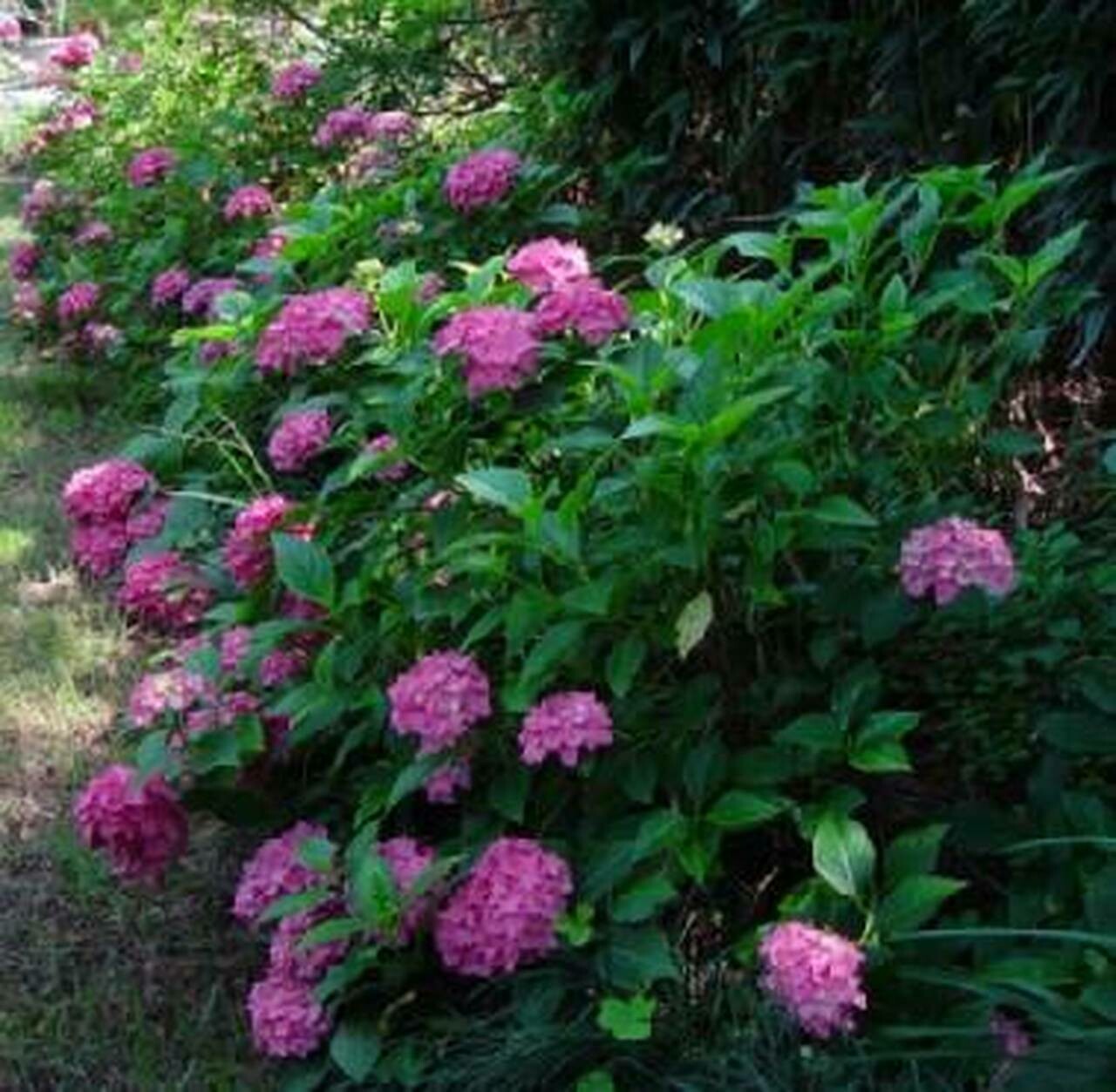 Hydrangea macrophylla &#39;Pia&#39; 2 gal