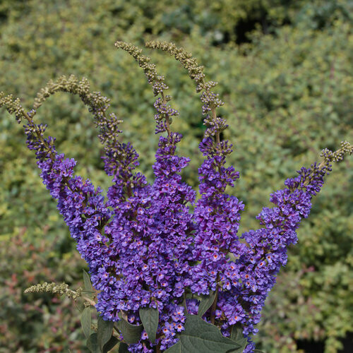 Buddleia &#39;Lo &amp; Behold Blue Chirp Jr.&#39; 2 gal