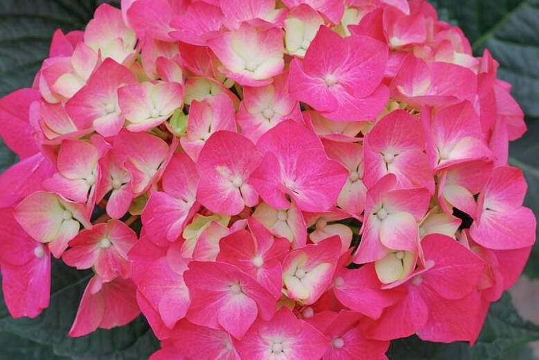 Hydrangea macrophylla &#39;Pia&#39; 2 gal