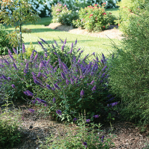 Buddleia &#39;Lo &amp; Behold Blue Chirp Jr.&#39; 2 gal