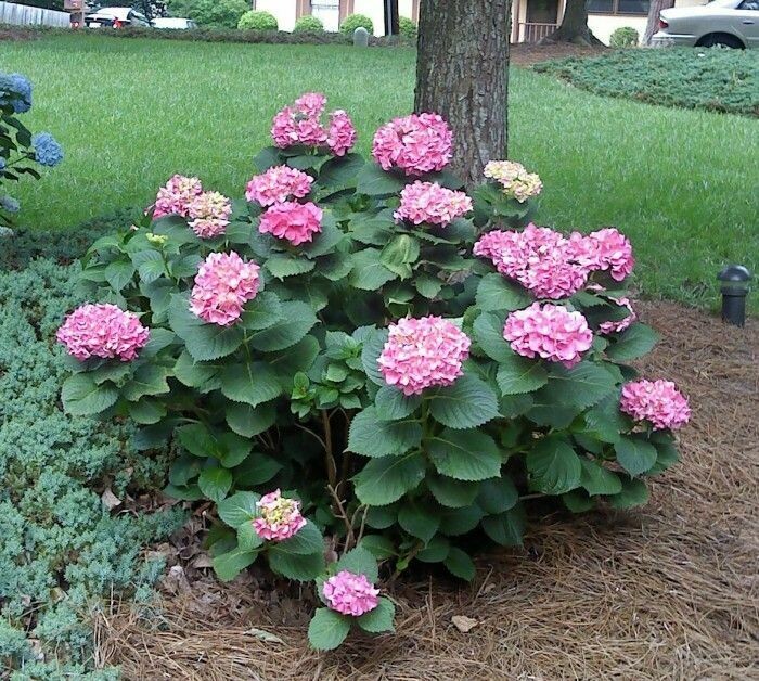 Hydrangea macrophylla &#39;Pia&#39; 2 gal