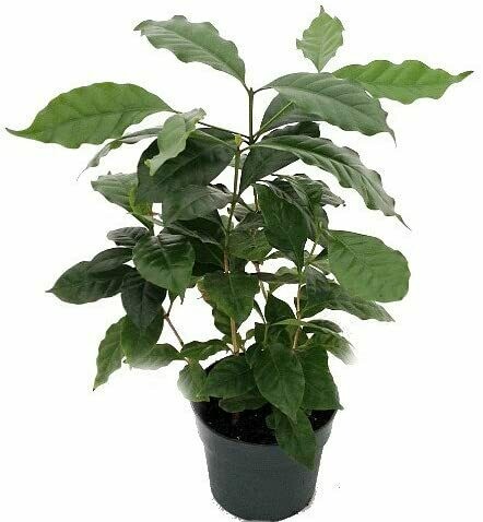 Houseplants 4.5" - Coffee Plant
