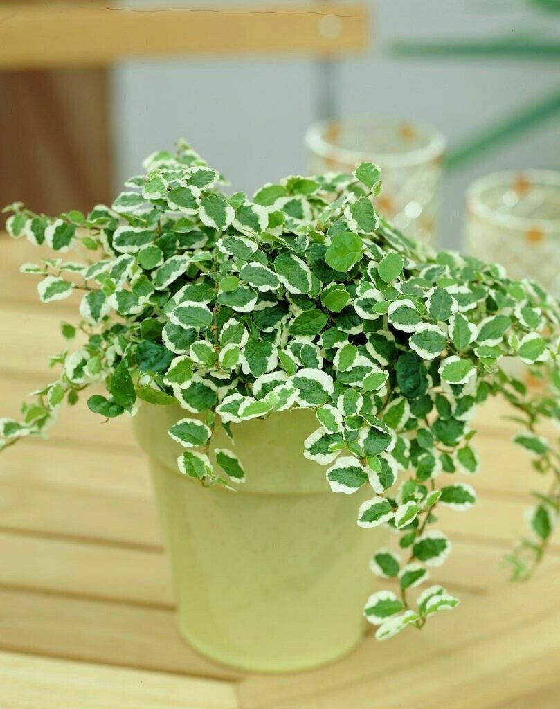 Creeping Fig Vine Hanging Basket 4.5&quot;