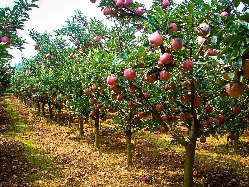 Apple Malus domestica &#39;Fuji&#39;