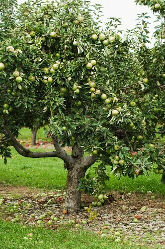 Apple Malus domestica &#39;Granny Smith&#39;