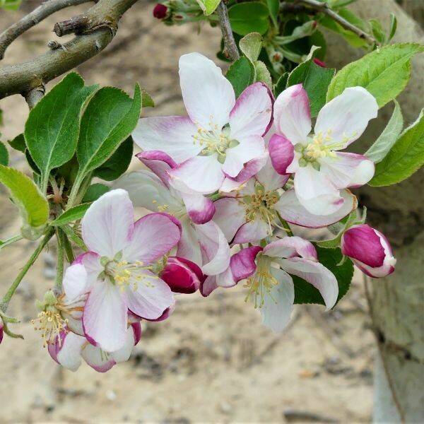 Apple Malus domestica &#39;Granny Smith&#39;