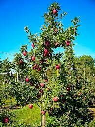 Apple Malus &#39;Dwarf Red Delicious&#39;
