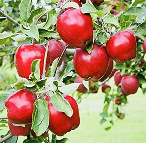 Apple Malus &#39;Dwarf Red Delicious&#39;