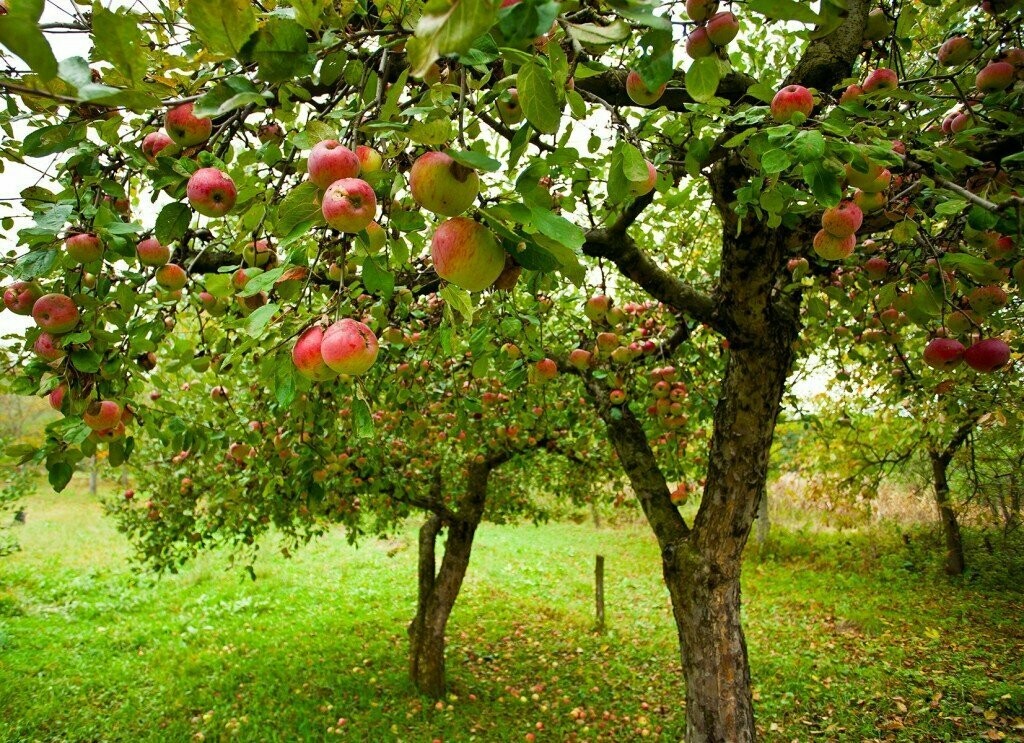 Malus domestica &#39;Mcintosh&#39;