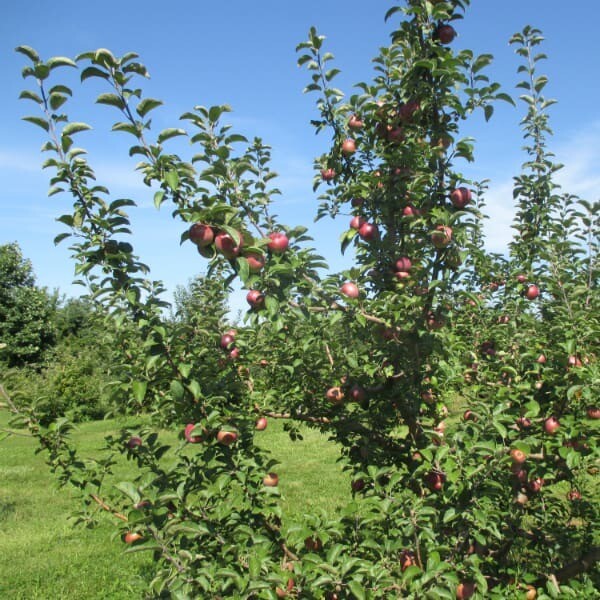 Malus domestica &#39;Macoun&#39;