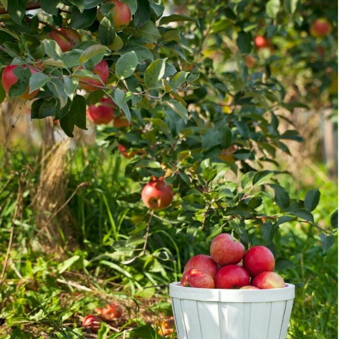 Apple Malus pumila Honeycrisp