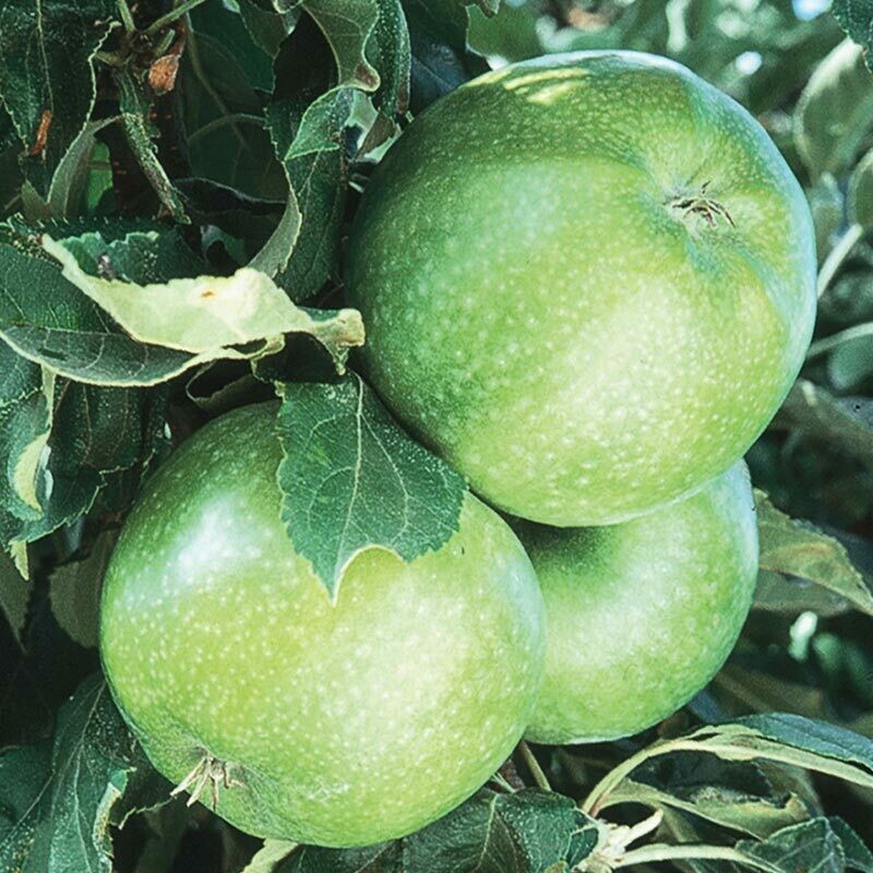 Apple Malus domestica &#39;Granny Smith&#39;