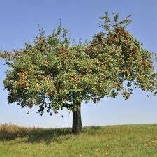 Malus domestica &#39;Macoun&#39;