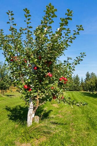 Apple Malus pumila Honeycrisp