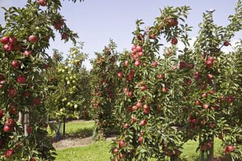 Malus domestica 'Cortland'