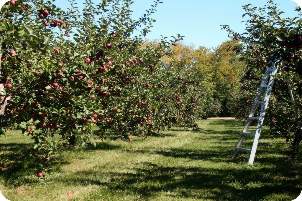 Malus domestica &#39;Cortland&#39;