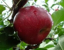 Malus domestica &#39;Cortland&#39;
