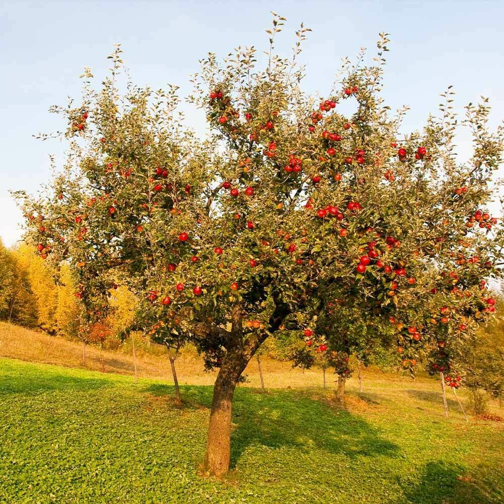 Apple Malus &#39;Dwarf Red Delicious&#39;