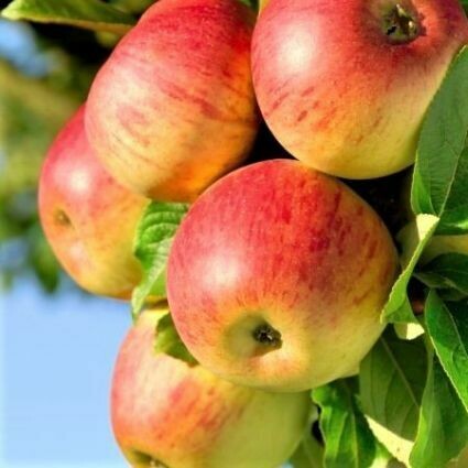 Apple Malus pumila Honeycrisp