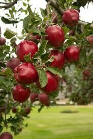 Apple Malus &#39;Dwarf Red Delicious&#39;