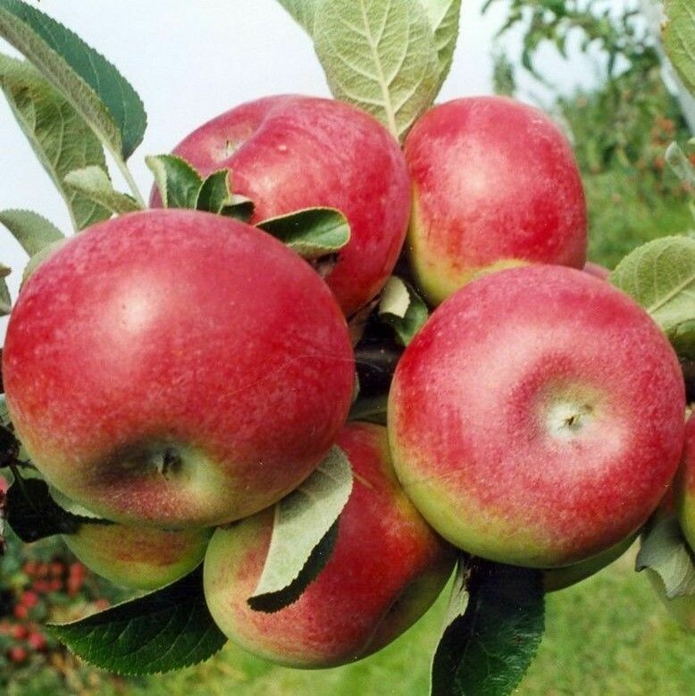 Malus domestica &#39;Mcintosh&#39;