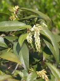 Leucothoe axillaris 2 gal