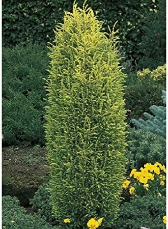 Juniperus communis &#39;Gold Cone&#39; 5 gal