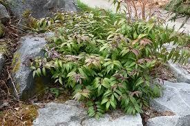 Leucothoe axillaris 2 gal