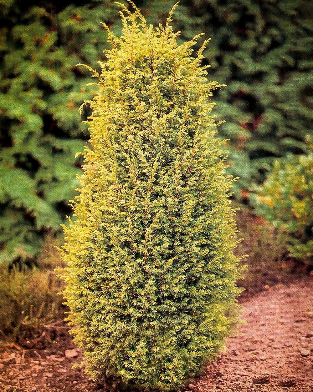 Juniperus communis &#39;Gold Cone&#39; 5 gal