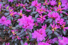 Rhododendron 'PJM Elite' #5