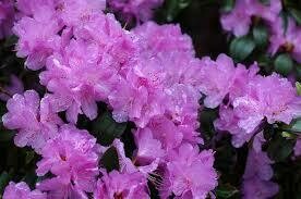 Rhododendron &#39;PJM Elite&#39; #5