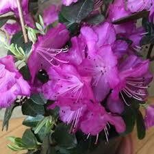 Rhododendron &#39;PJM Elite&#39; #5