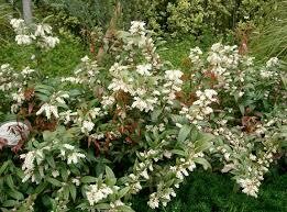 Leucothoe axillaris 2 gal