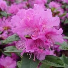 Rhododendron &#39;PJM Elite&#39; #5