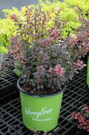 Barberry Worryfree &#39;Crimson Cutie&#39; 3 gal