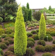 Juniperus communis &#39;Gold Cone&#39; 5 gal
