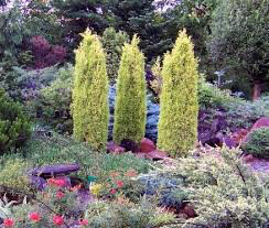 Juniperus communis &#39;Gold Cone&#39; 5 gal