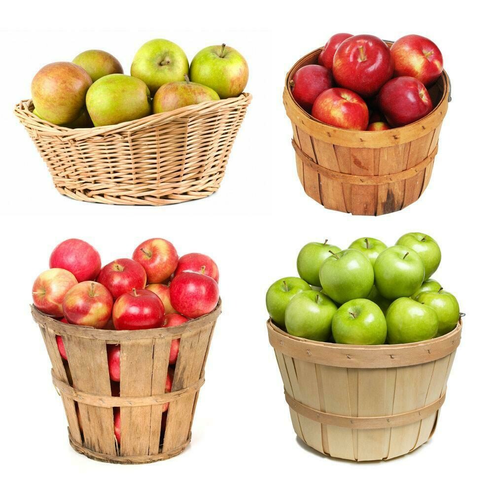 apple Malus &#39;4-in-1 Cold Climate&#39;