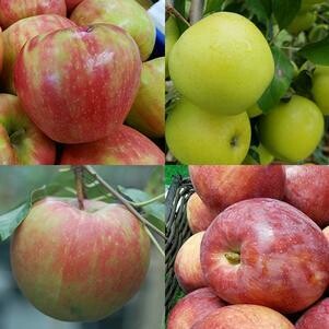 apple Malus '4-in-1 Cold Climate'