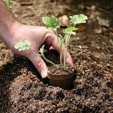 4" Fiber Pot - 6 pack