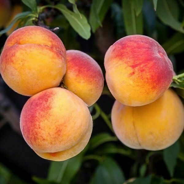 Peach Prunus persica &#39;Elberta&#39;