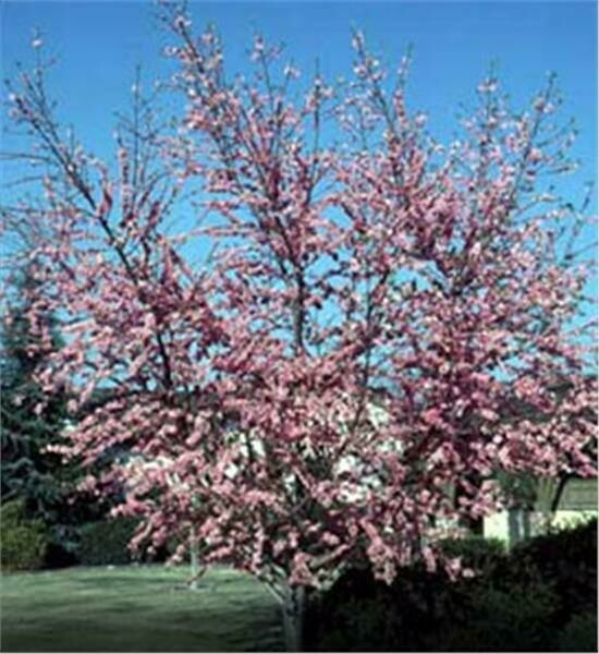 Peach Prunus persica &#39;Elberta&#39;