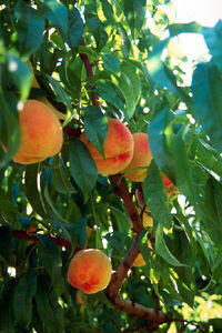 Prunus persica &#39;Canadian Harmony&#39; peach