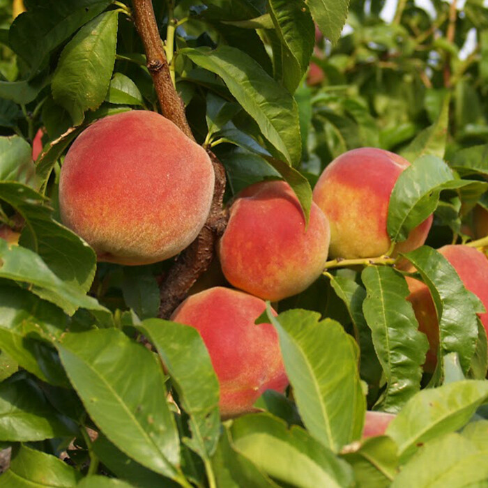 Prunus persica &#39;Canadian Harmony&#39; peach