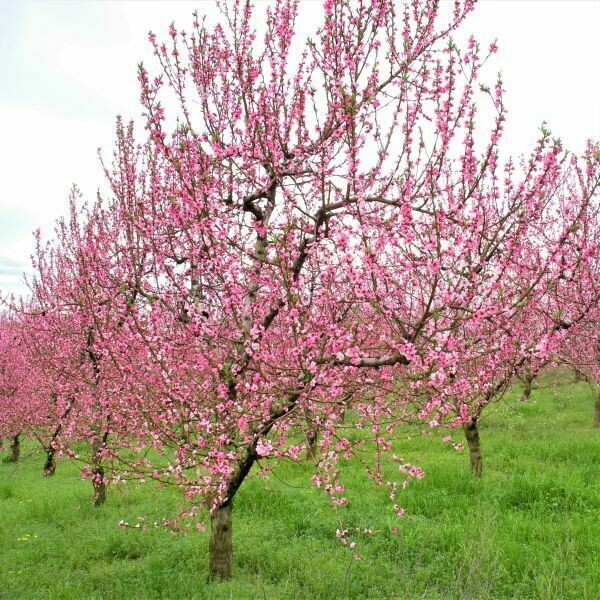Peach Prunus persica &#39;Elberta&#39;