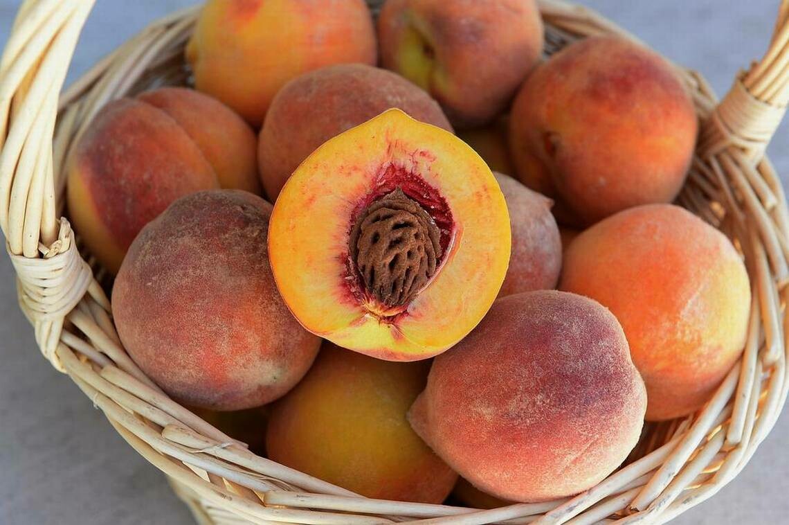 Peach Prunus persica &#39;Elberta&#39;
